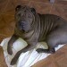 mi kipper hermoso... lo amoooo como a todos mis shar pei